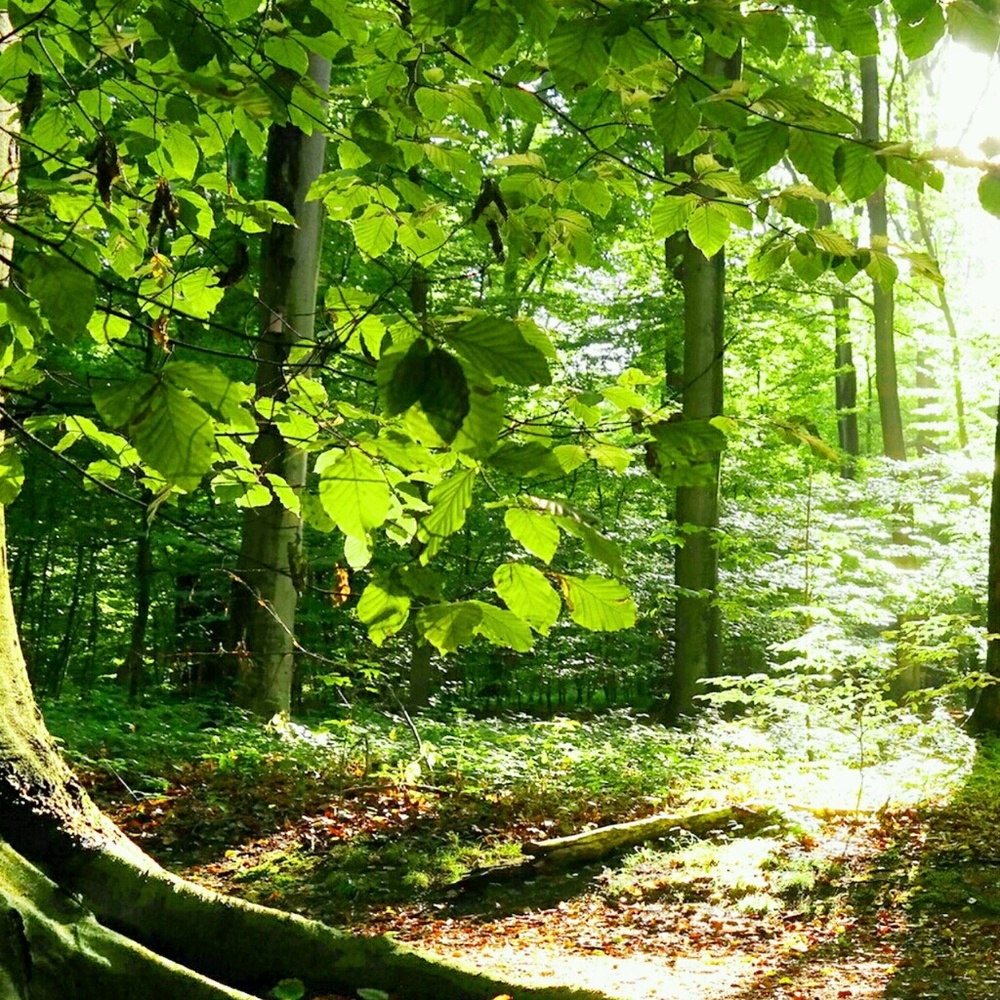 Meet your Posher, Shauntee